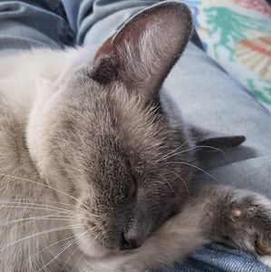 Meet your Posher, Finn